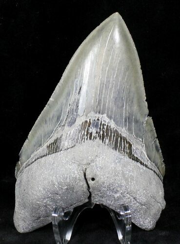 Sharp Megalodon Tooth - Venice, Florida #21231